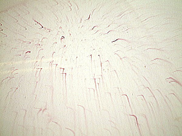 画像2: IFアイアンフロート500ml (2)